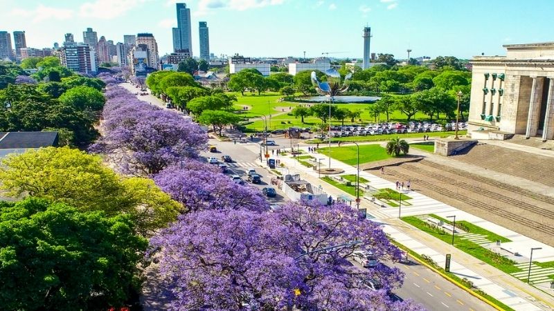 jacarandás